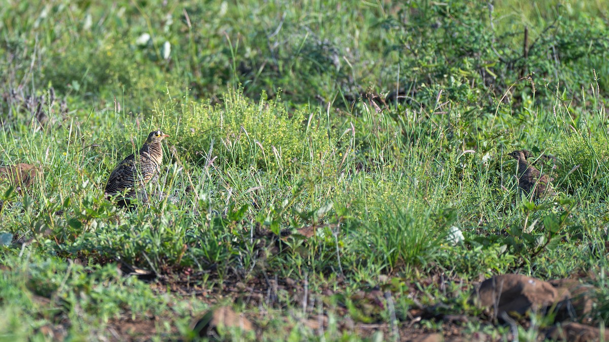 Lichtenstein's Sandgrouse - ML637860095