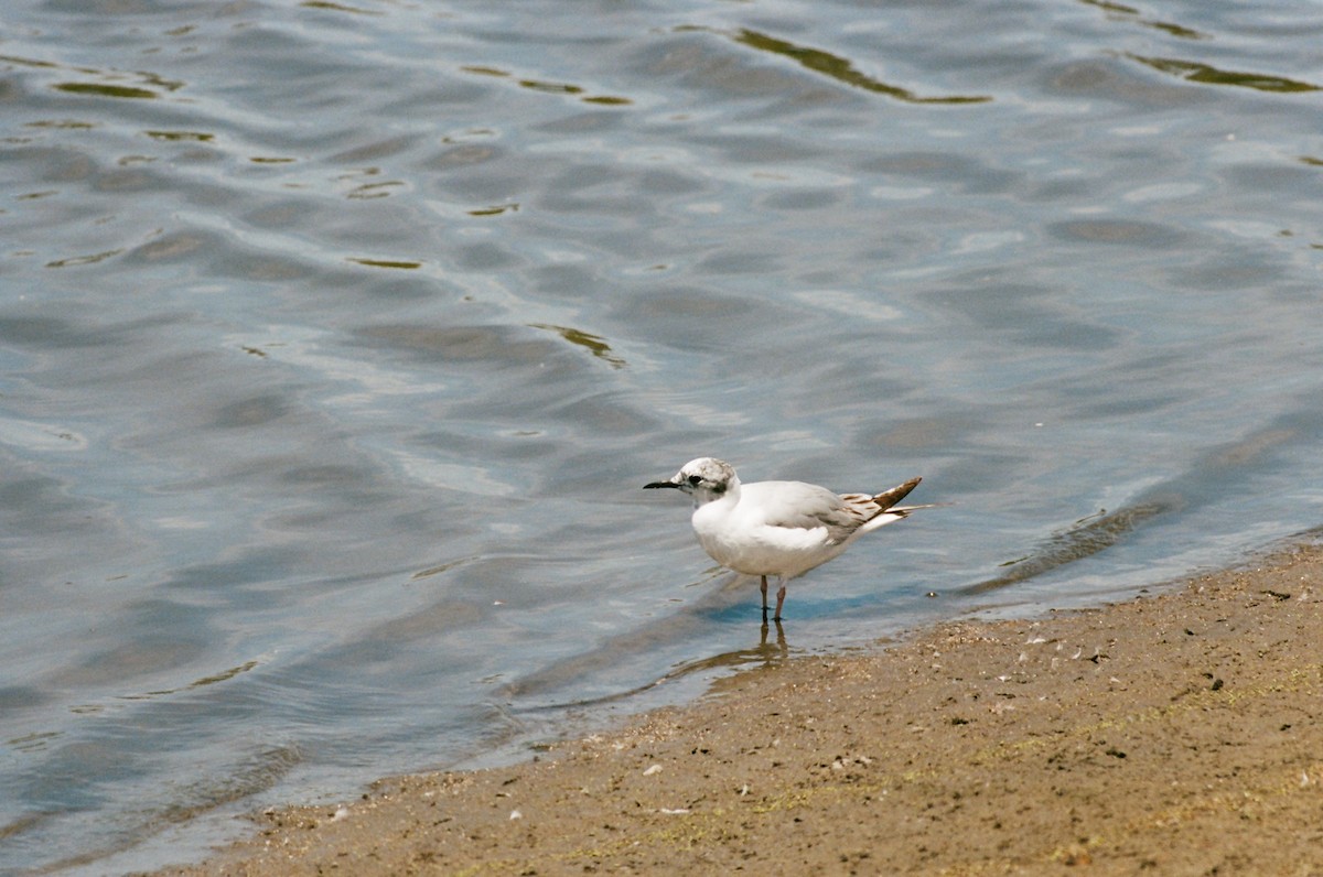 kanadahettemåke - ML637860113