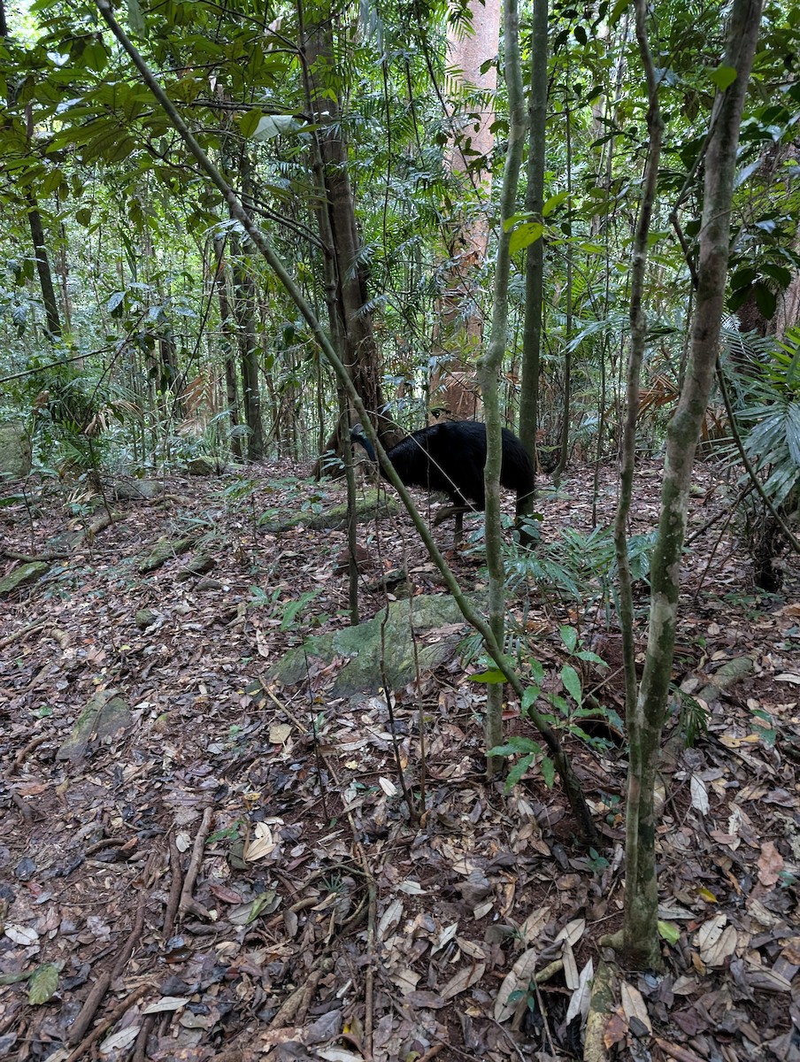 Southern Cassowary - ML637860115