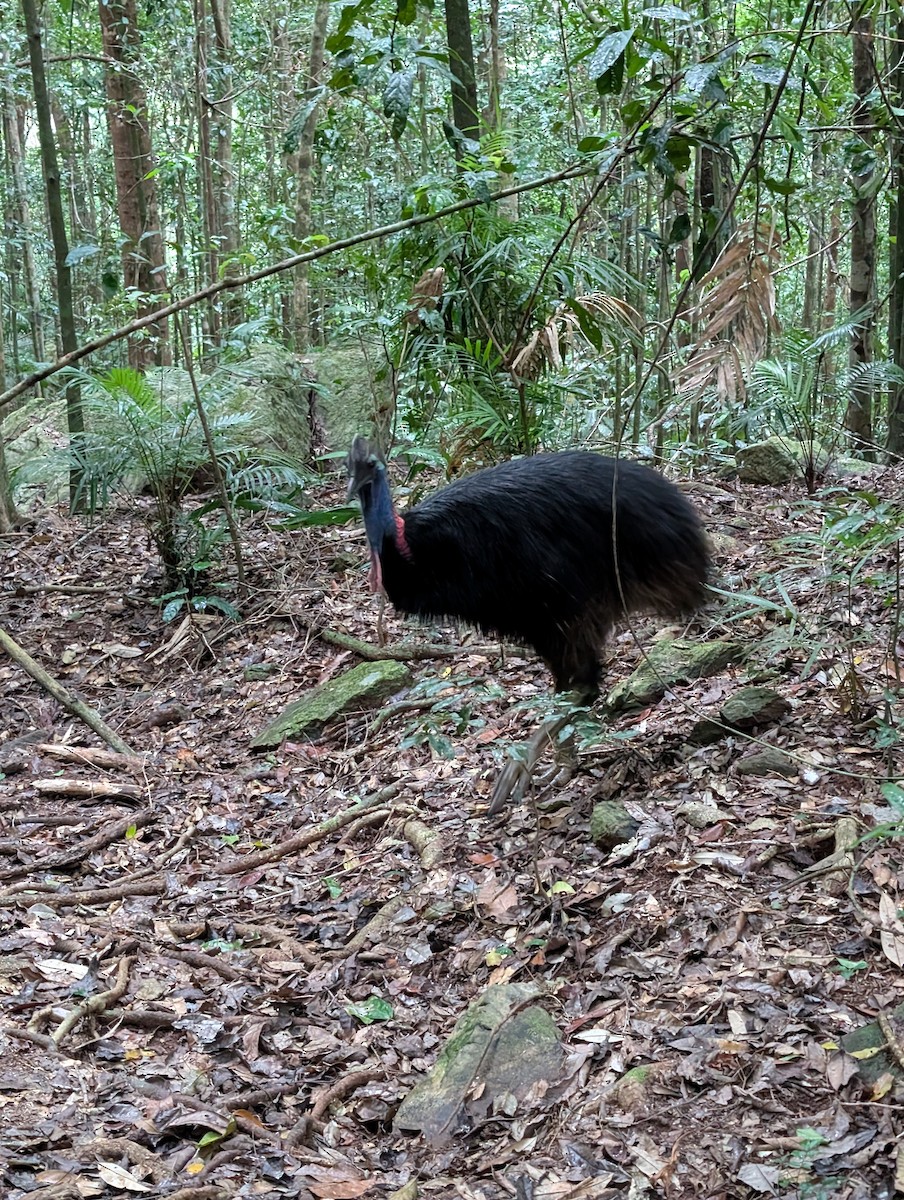 Southern Cassowary - ML637860116