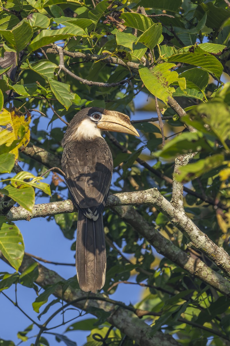 Brown Hornbill - ML637860125