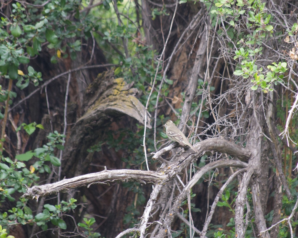 White-crested Elaenia (Chilean) - ML637860140