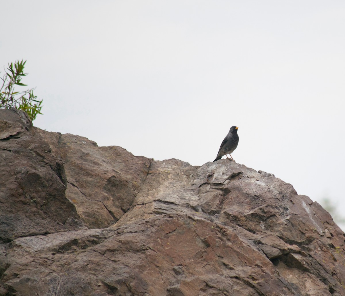 Mourning Sierra Finch - ML637860142