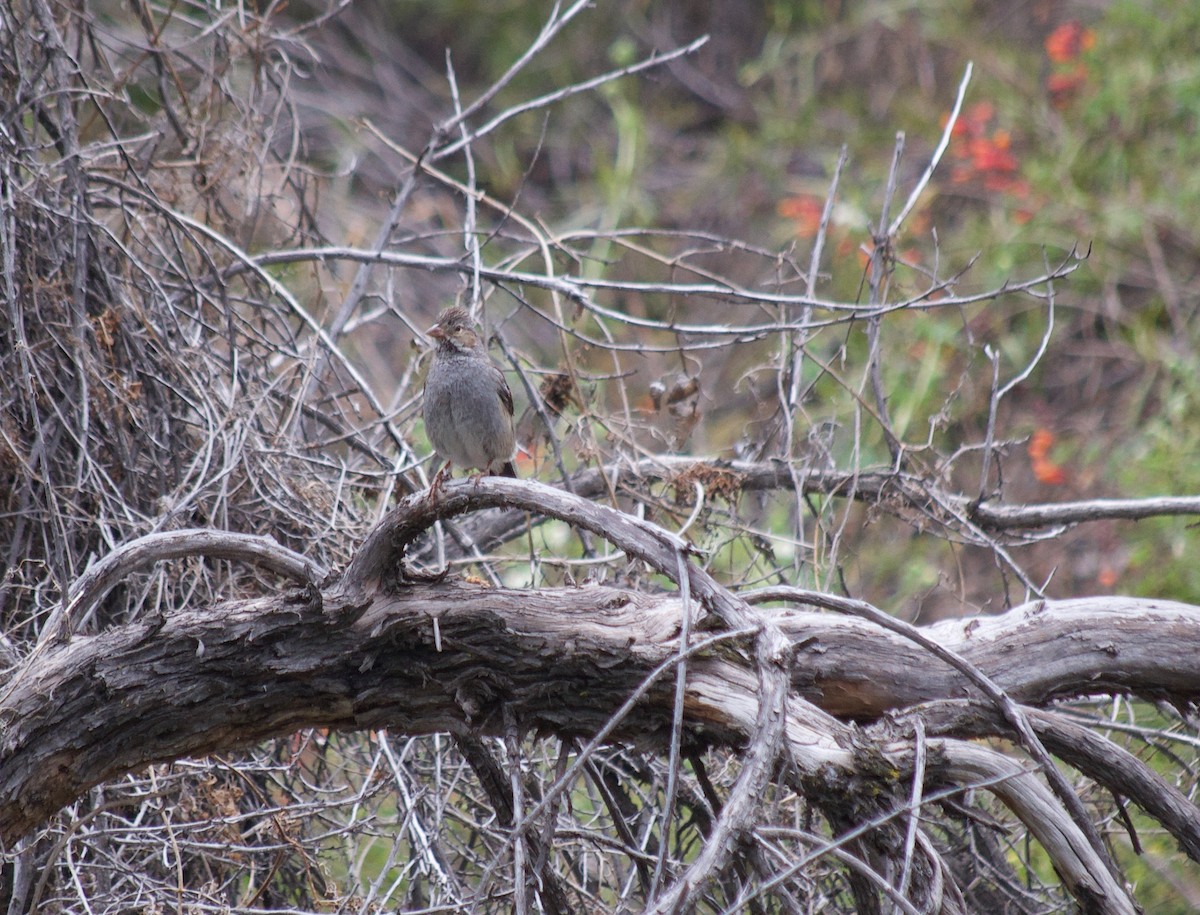 Mourning Sierra Finch - ML637860143