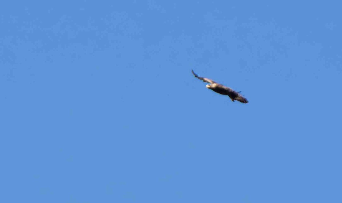 Golden Eagle - ML637860165