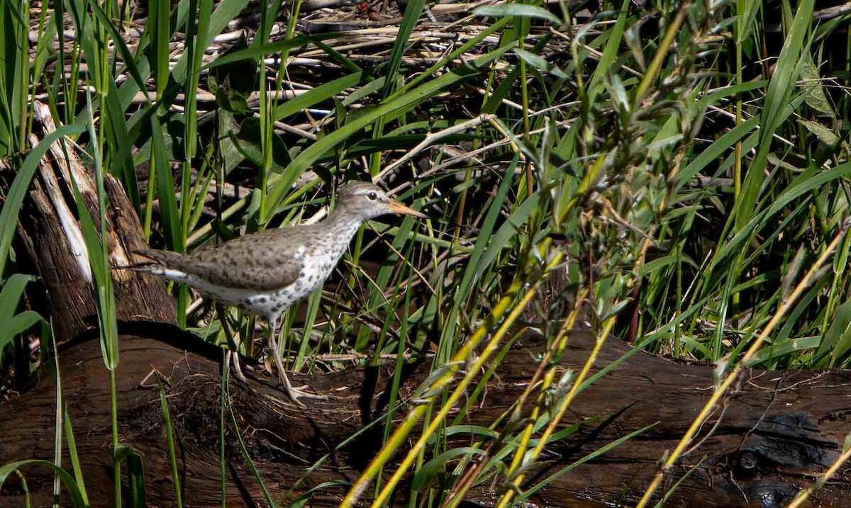Spotted Sandpiper - ML637860169
