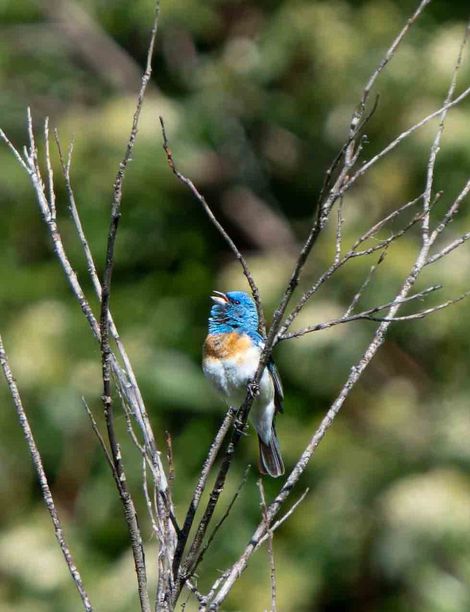 Lazuli Bunting - ML637860174