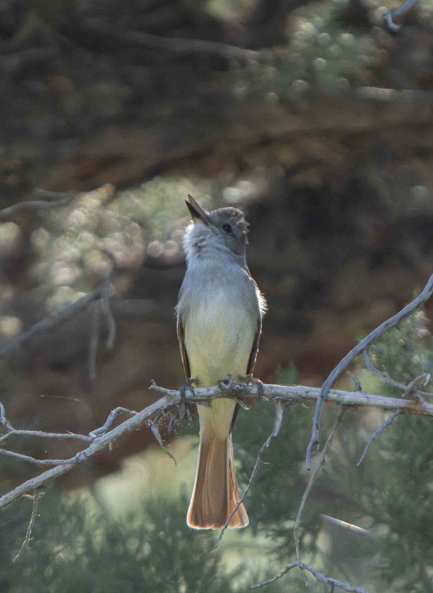 Ash-throated Flycatcher - ML637860180