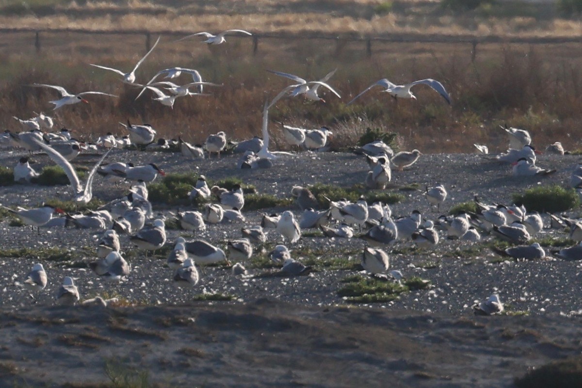 Caspian Tern - ML637860193