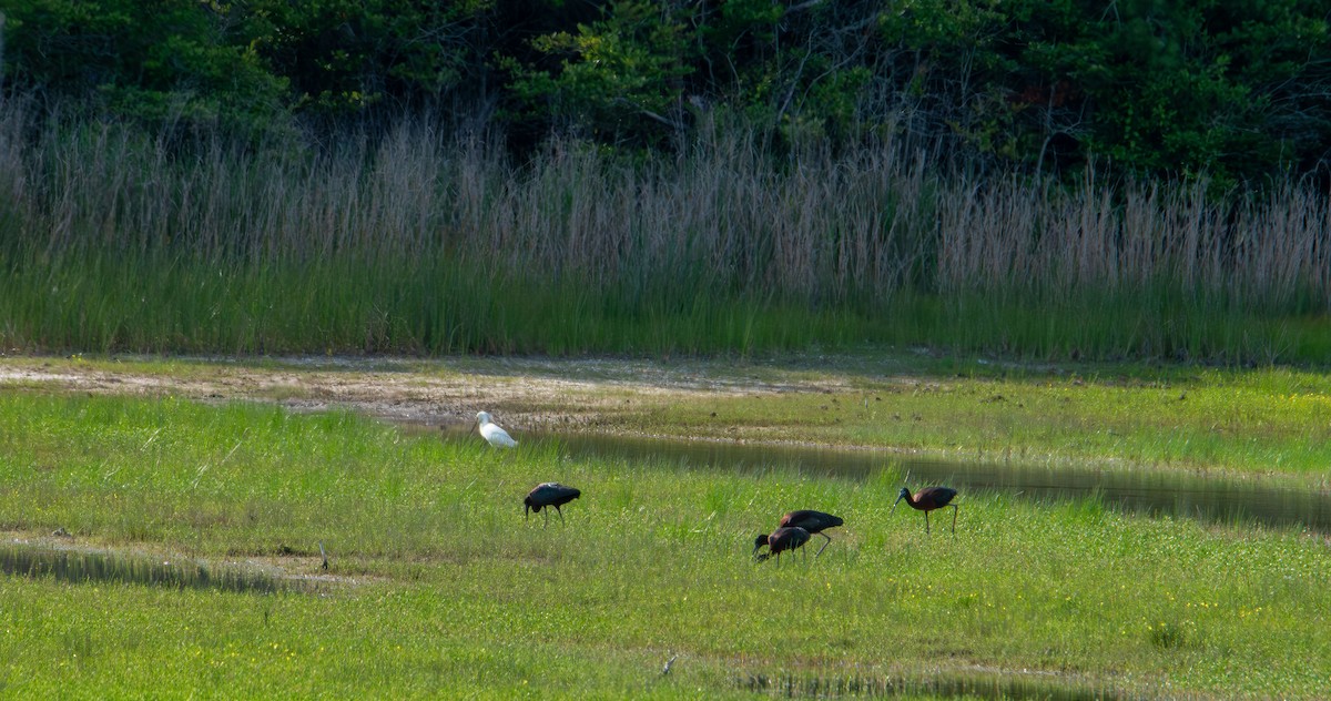 Glossy Ibis - ML637860289