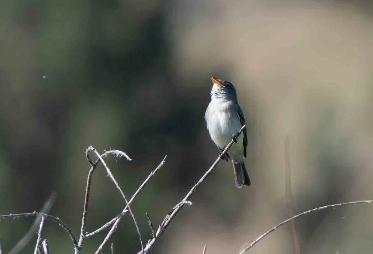 Willow Flycatcher - ML637860294