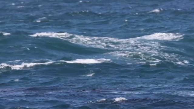 Rhinoceros Auklet - ML637860299