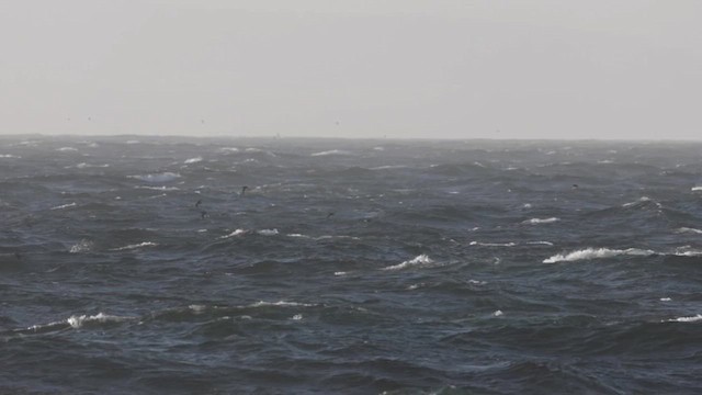 Sooty Shearwater - ML637860302