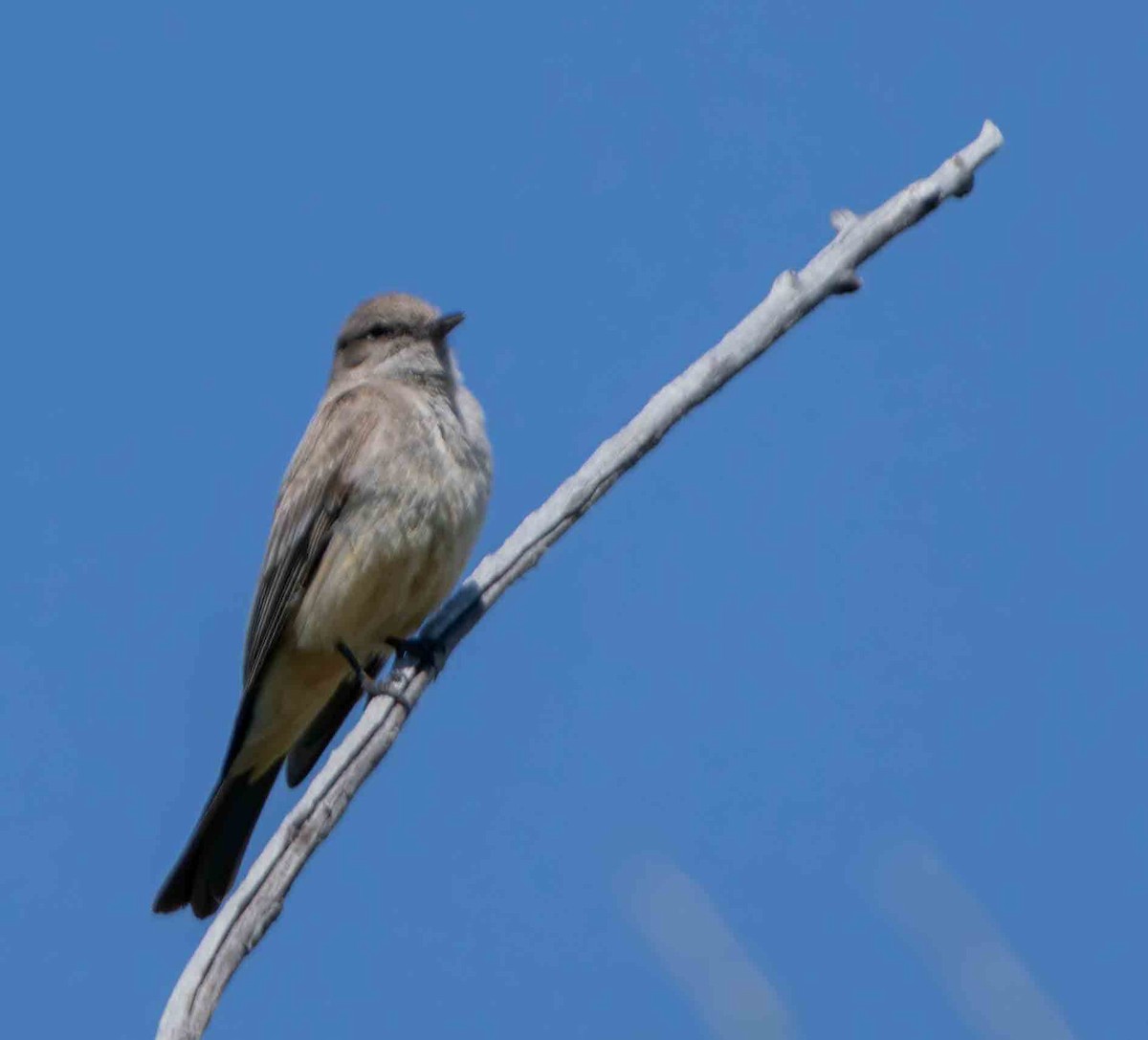 Say's Phoebe - ML637860322