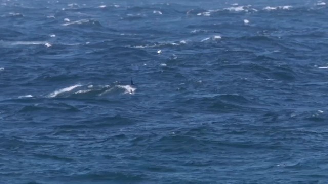 Manx Shearwater - ML637860333