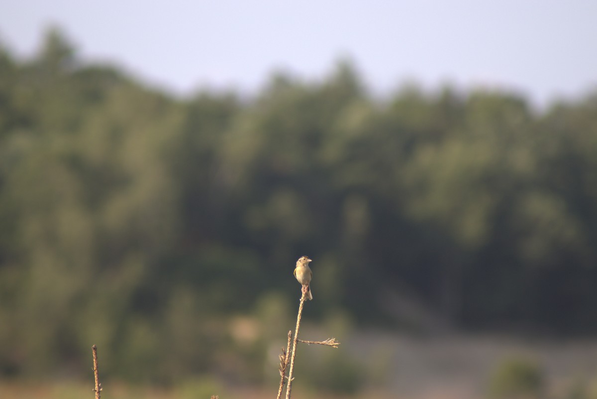 Grasshopper Sparrow - ML637860340