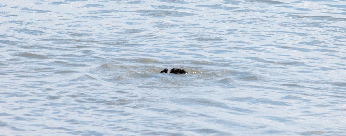 Double-crested Cormorant - ML637860348