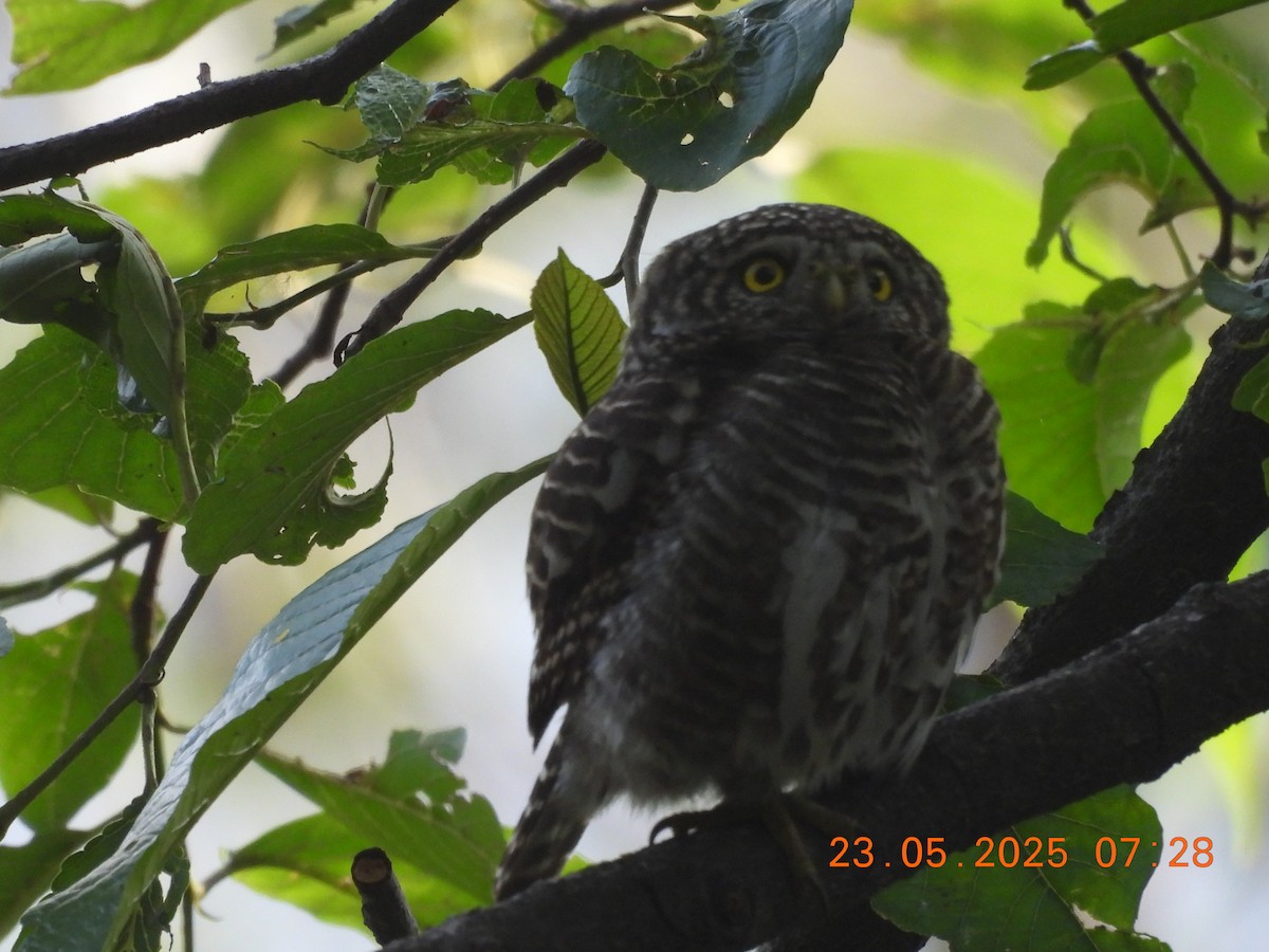 Collared Owlet - ML637860360