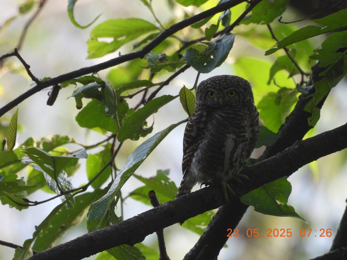 Collared Owlet - ML637860362