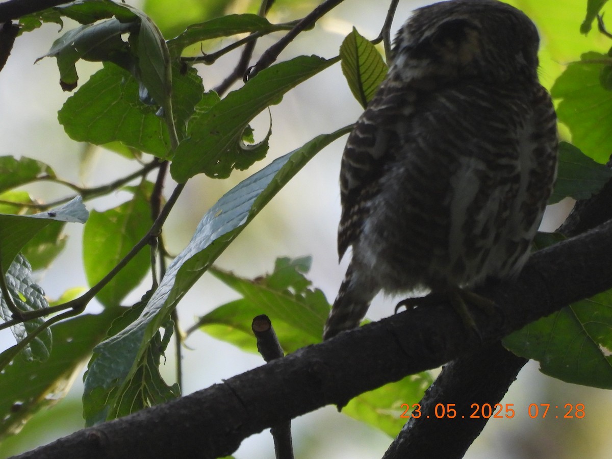 Collared Owlet - ML637860363