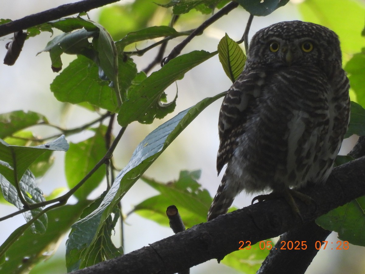 Collared Owlet - ML637860364