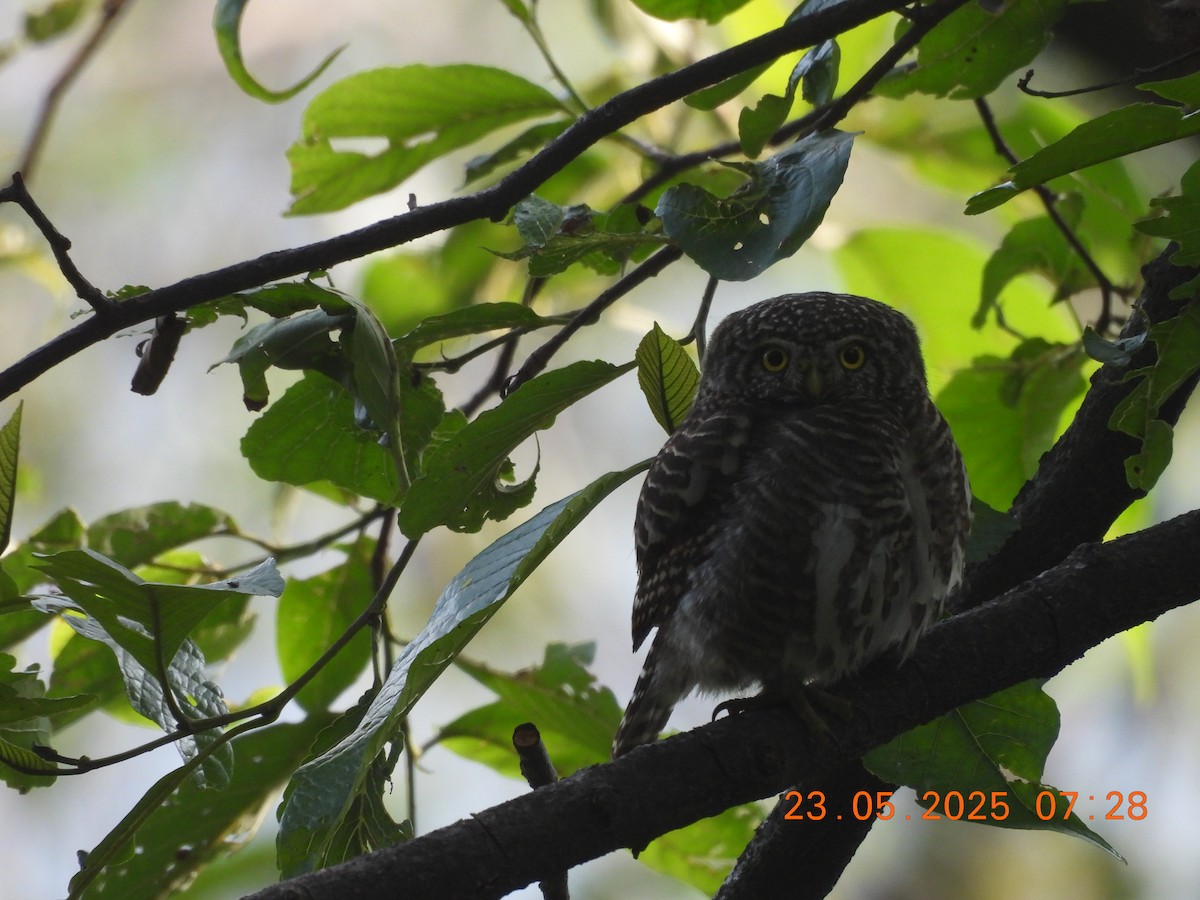 Collared Owlet - ML637860365