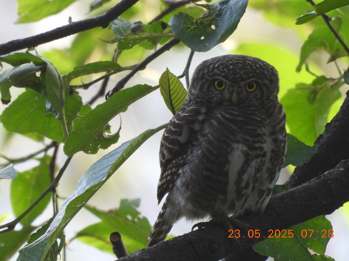Collared Owlet - ML637860366