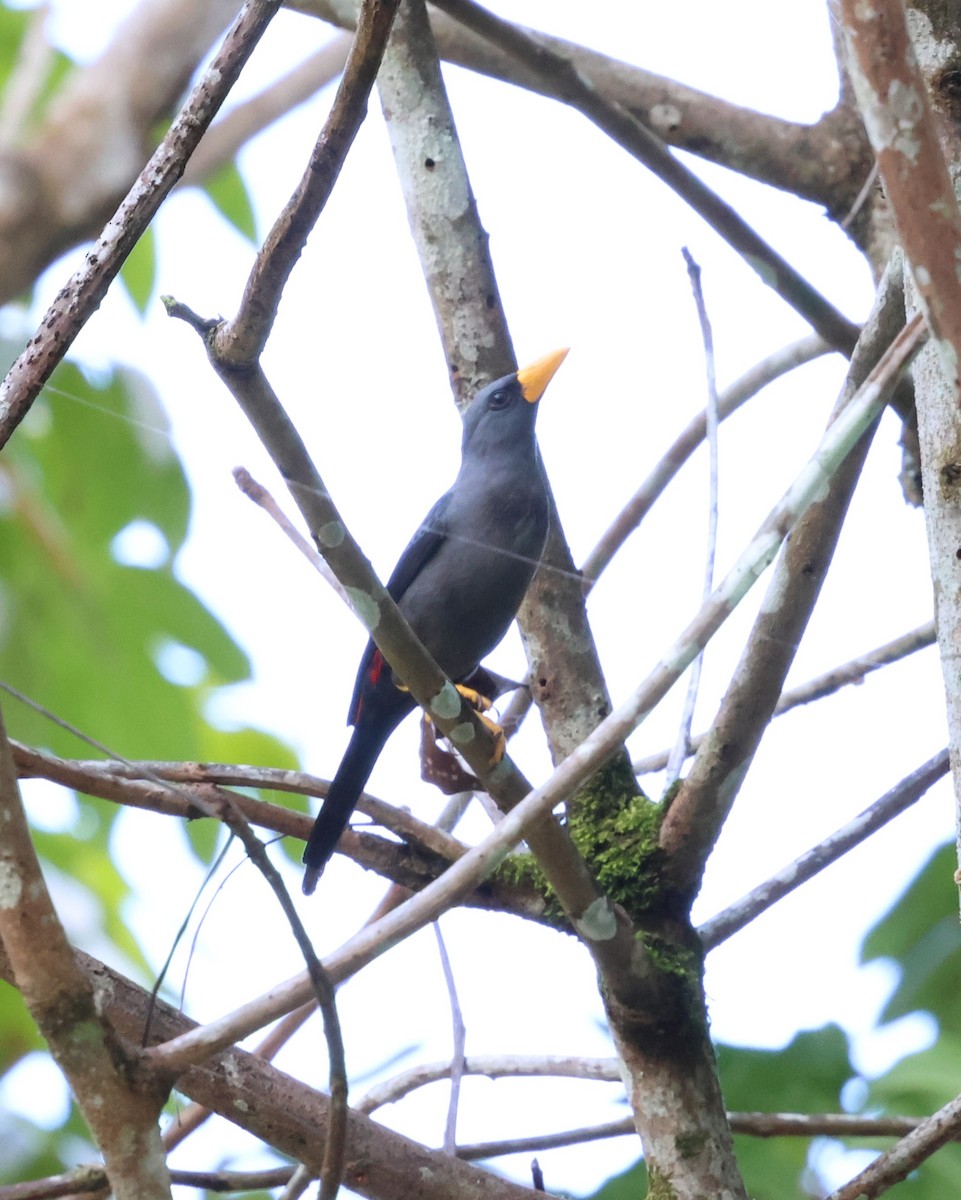 Finch-billed Myna - ML637860371