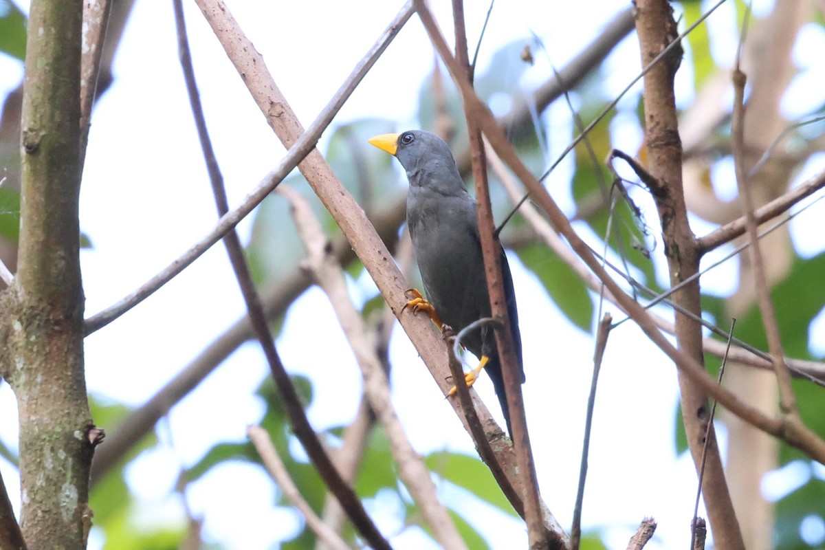 Finch-billed Myna - ML637860372