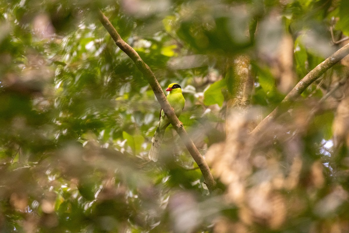 Common Green-Magpie (Common) - ML637860396