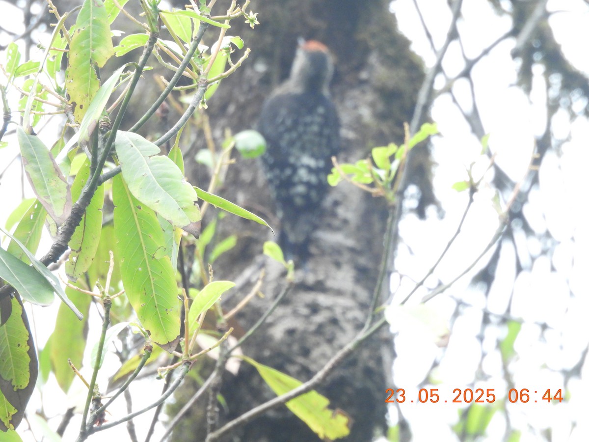 Brown-fronted Woodpecker - ML637860399