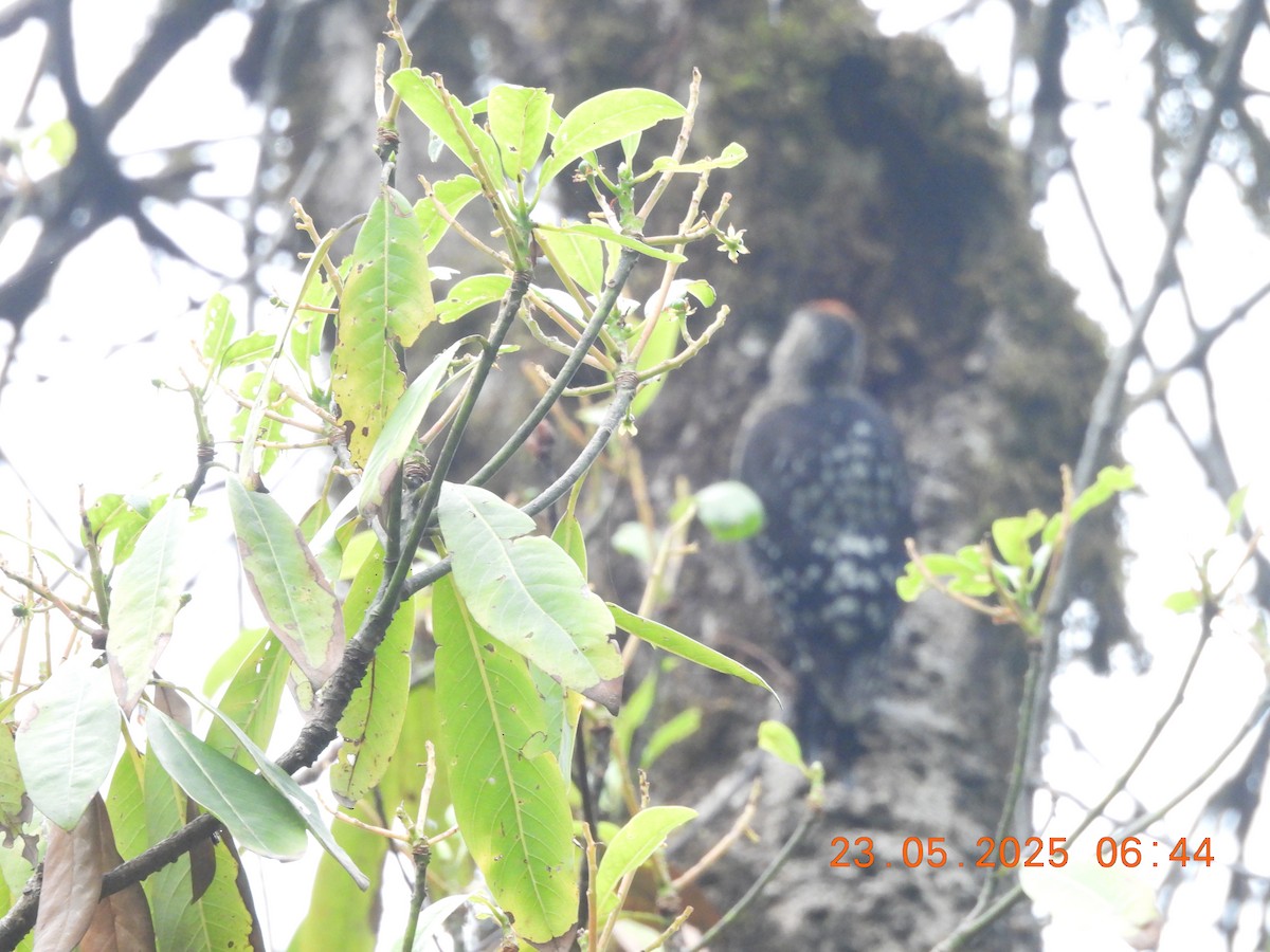 Brown-fronted Woodpecker - ML637860400