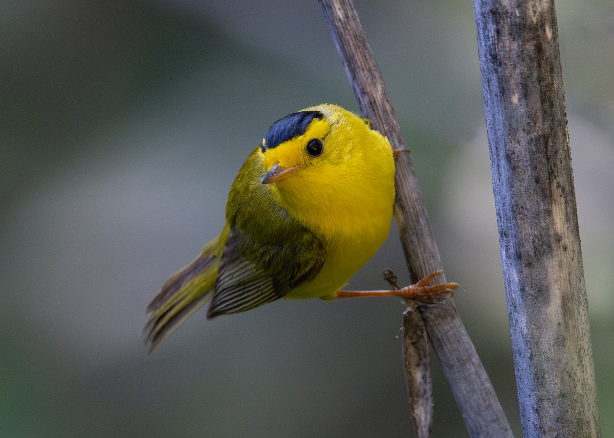 Wilson's Warbler - ML637860406