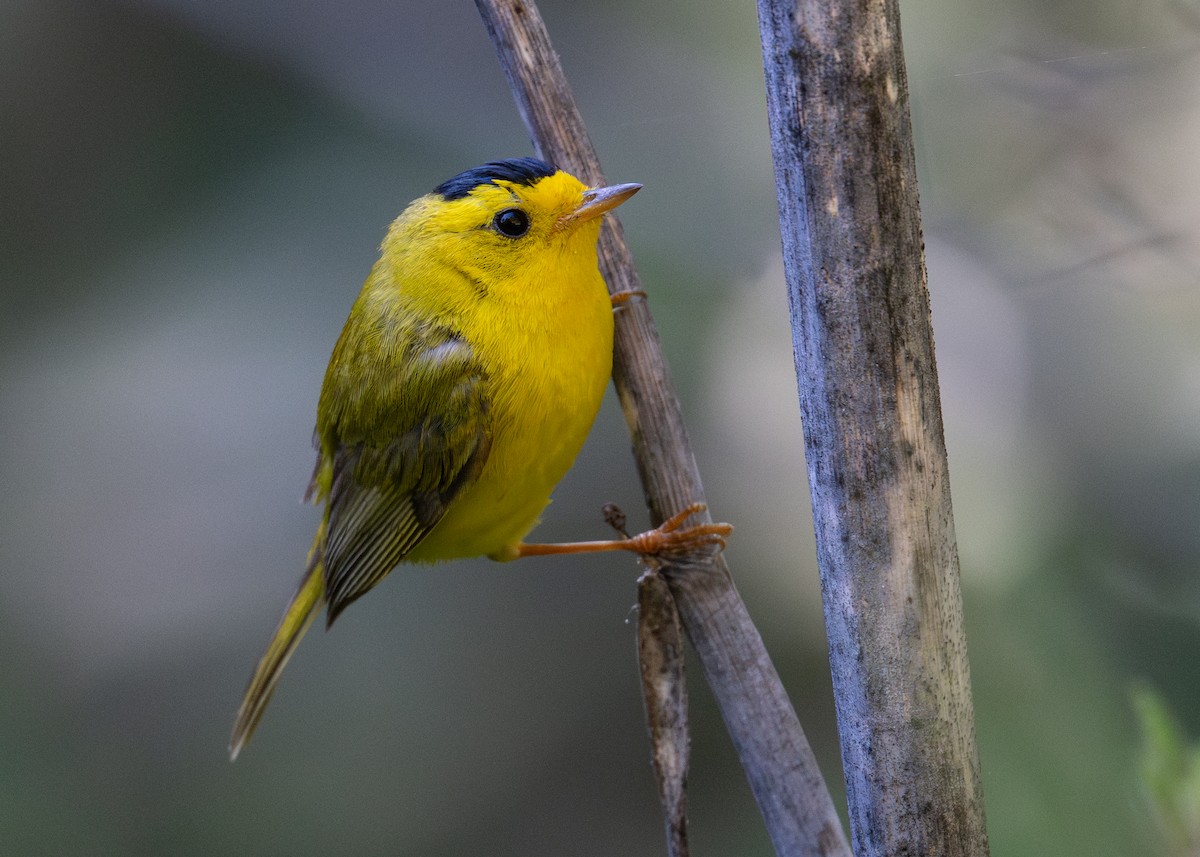 Wilson's Warbler - ML637860407