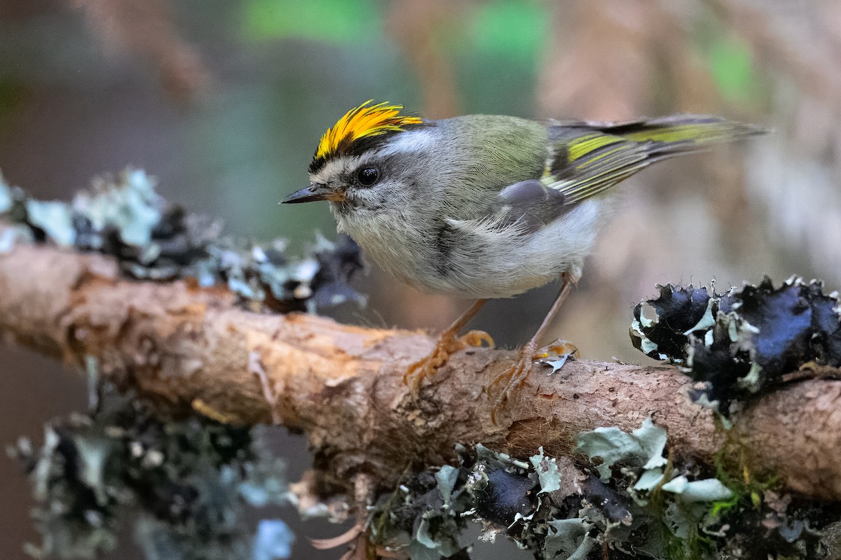 Golden-crowned Kinglet - ML637860411