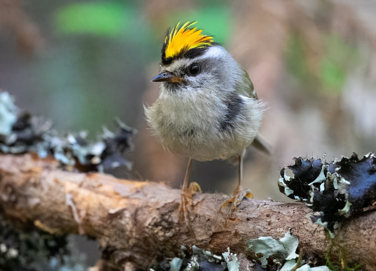 Golden-crowned Kinglet - ML637860412