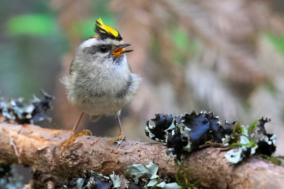 Golden-crowned Kinglet - ML637860413
