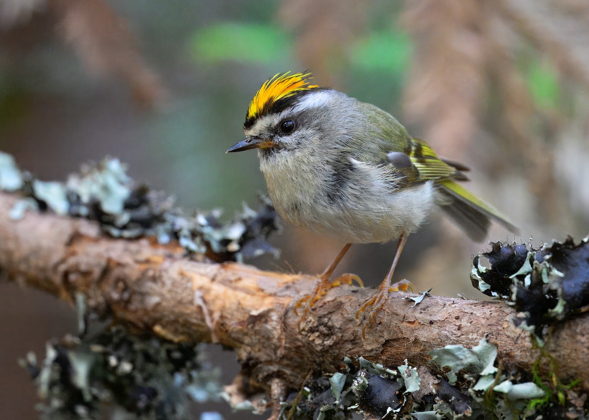 Golden-crowned Kinglet - ML637860415