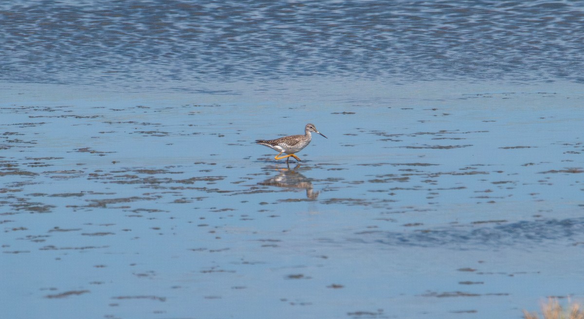 Greater Yellowlegs - ML637860417