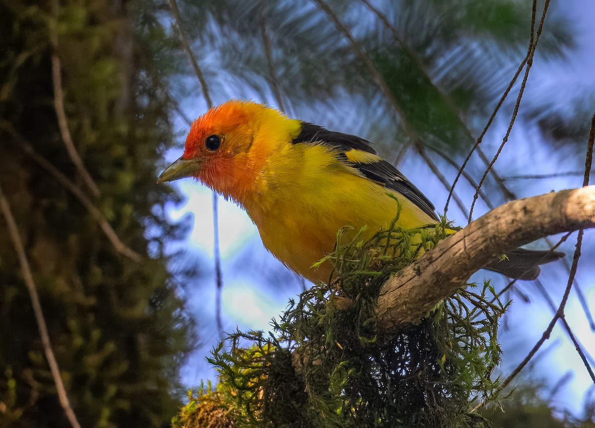 Western Tanager - ML637860418