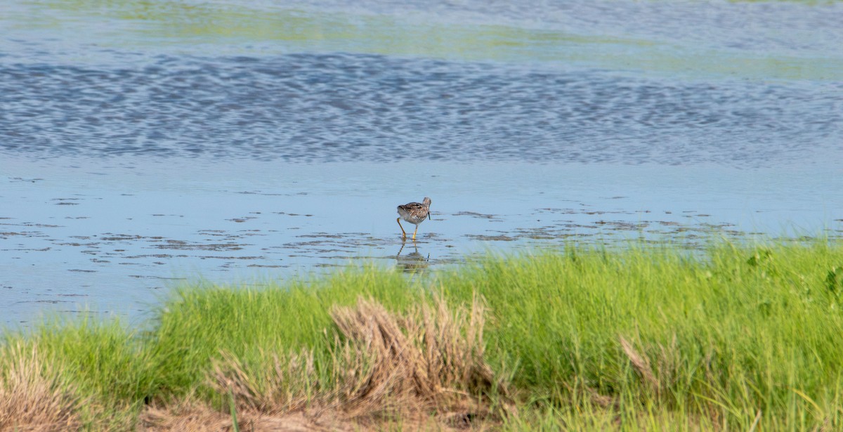 Greater Yellowlegs - ML637860419