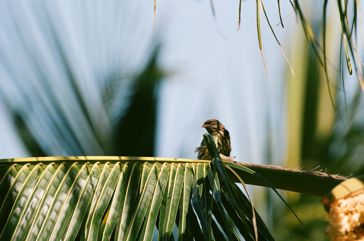 Palmchat - ML637860448