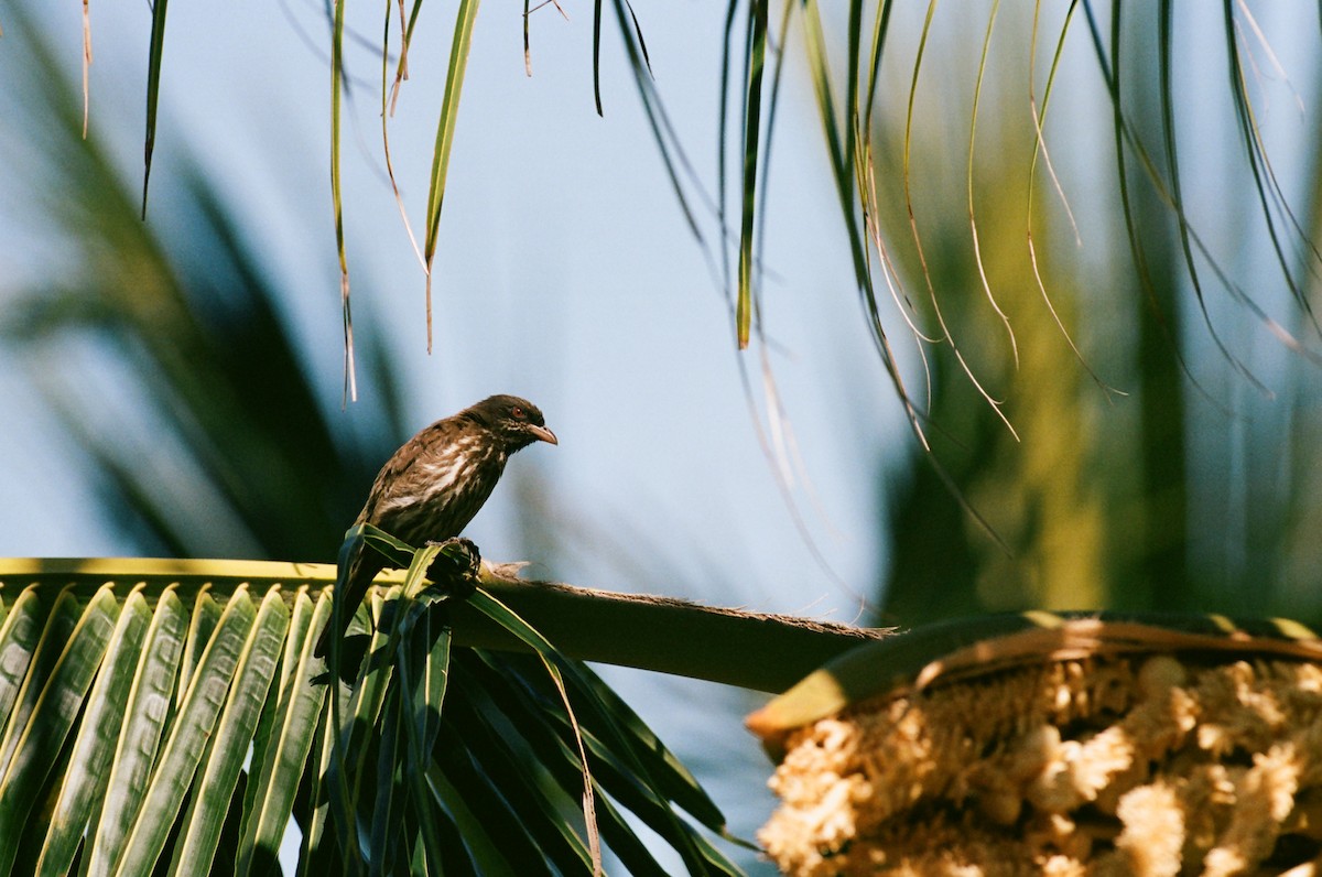 Palmchat - ML637860449