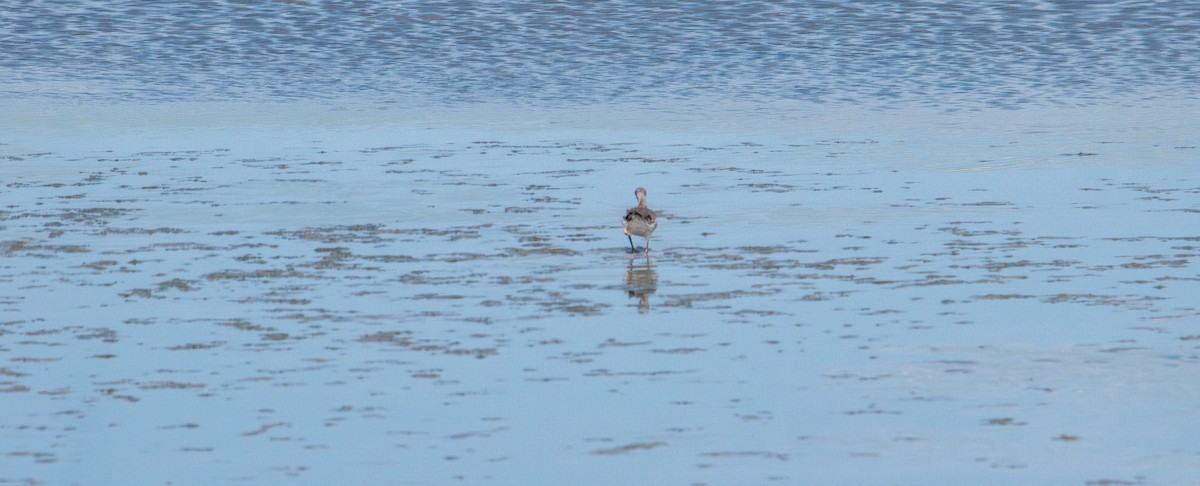 Greater Yellowlegs - ML637860456