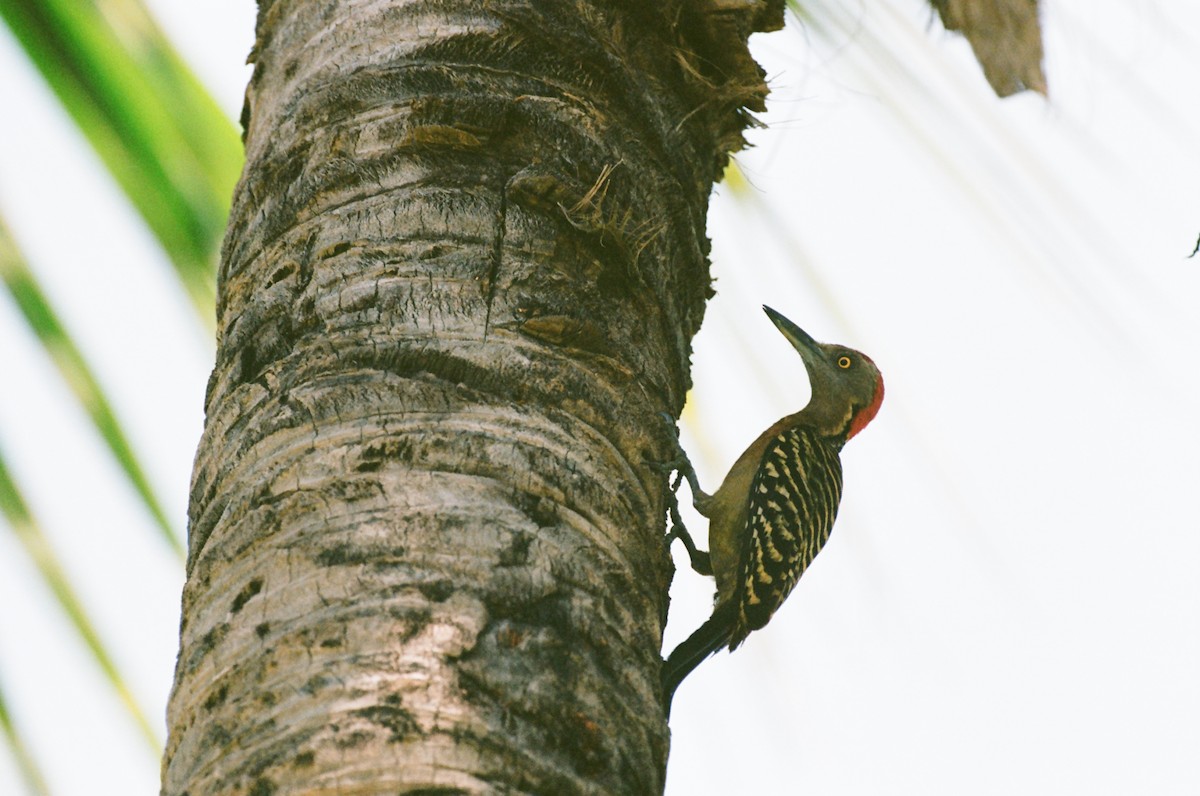 Hispaniolan Woodpecker - ML637860474