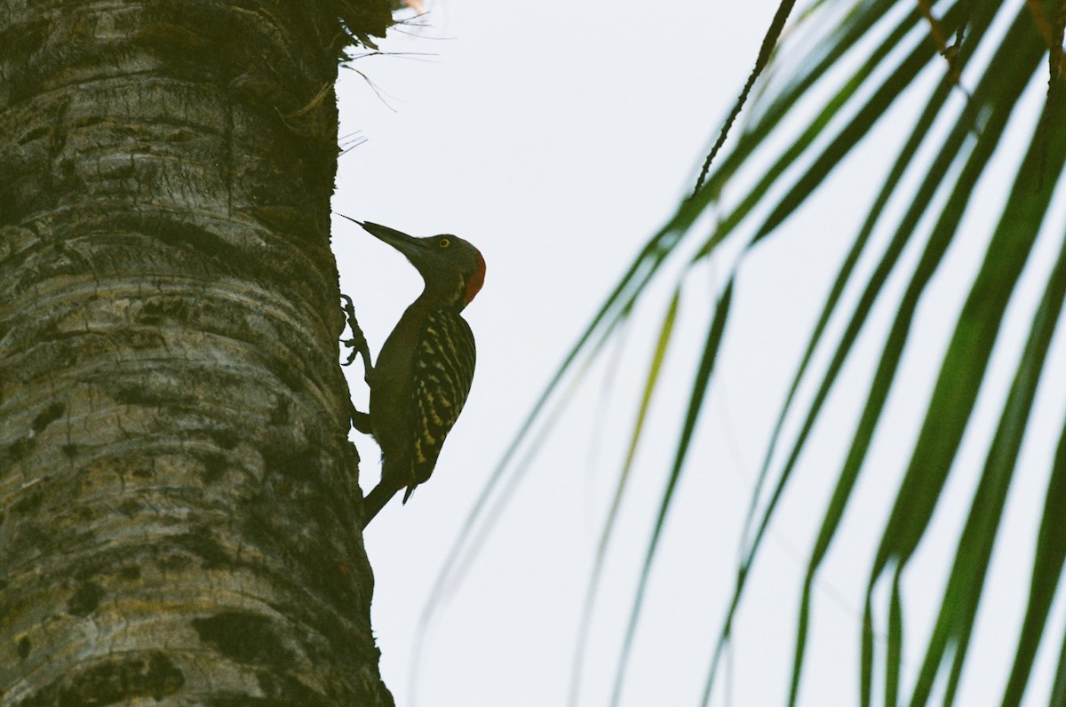 Hispaniolan Woodpecker - ML637860475