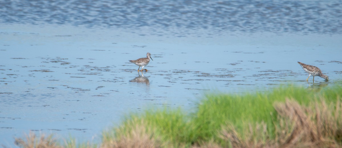 Greater Yellowlegs - ML637860496