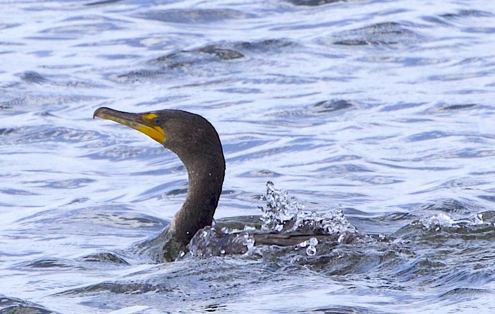 Double-crested Cormorant - ML637860499