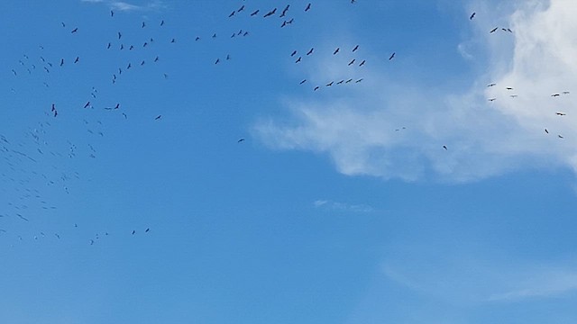 Sandhill Crane - ML637860530