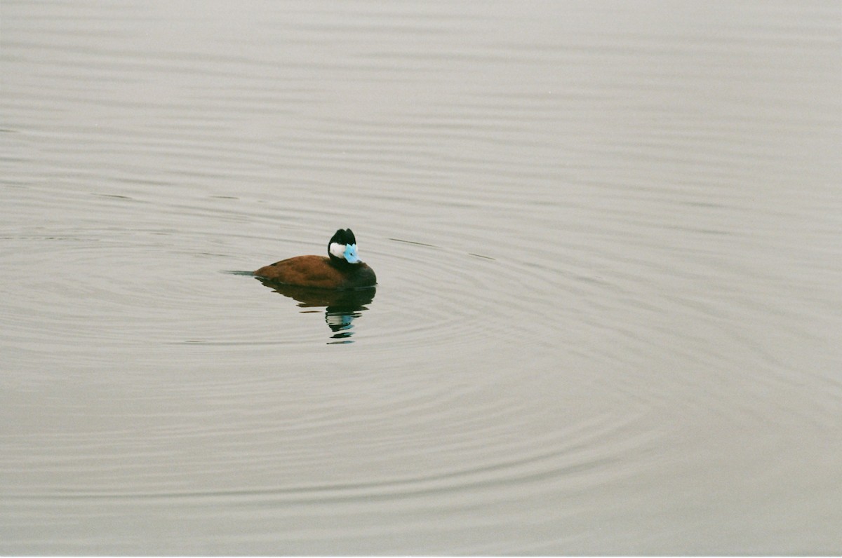 Ruddy Duck - ML637860532